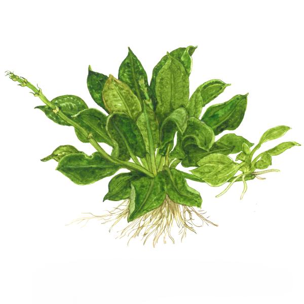 Echinodorus grisebachii 'Tropica'